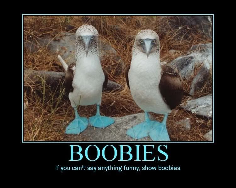 [Image: boobies.jpg]