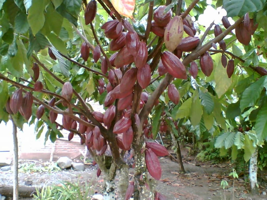 Pohon Kakao