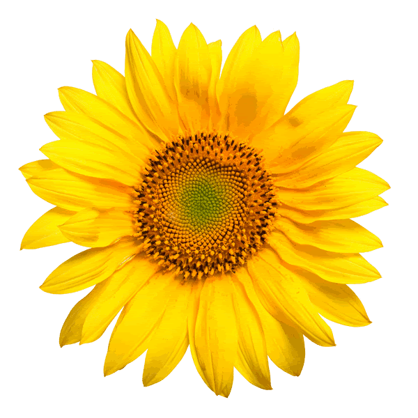 Sunflower Color Pictures, Images and Photos