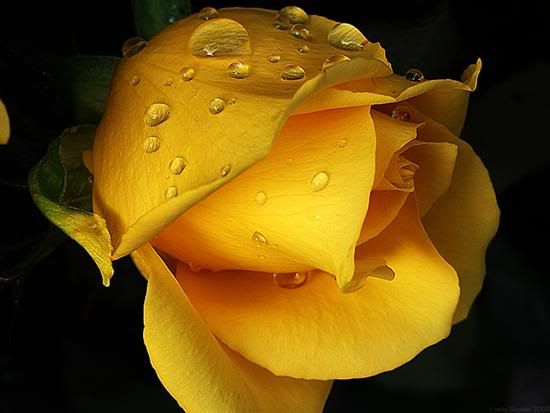 Yellow Rose bud Pictures, Images and Photos