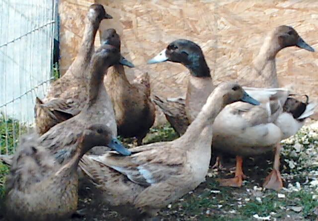 Eggkhaki campbell ducks 2011