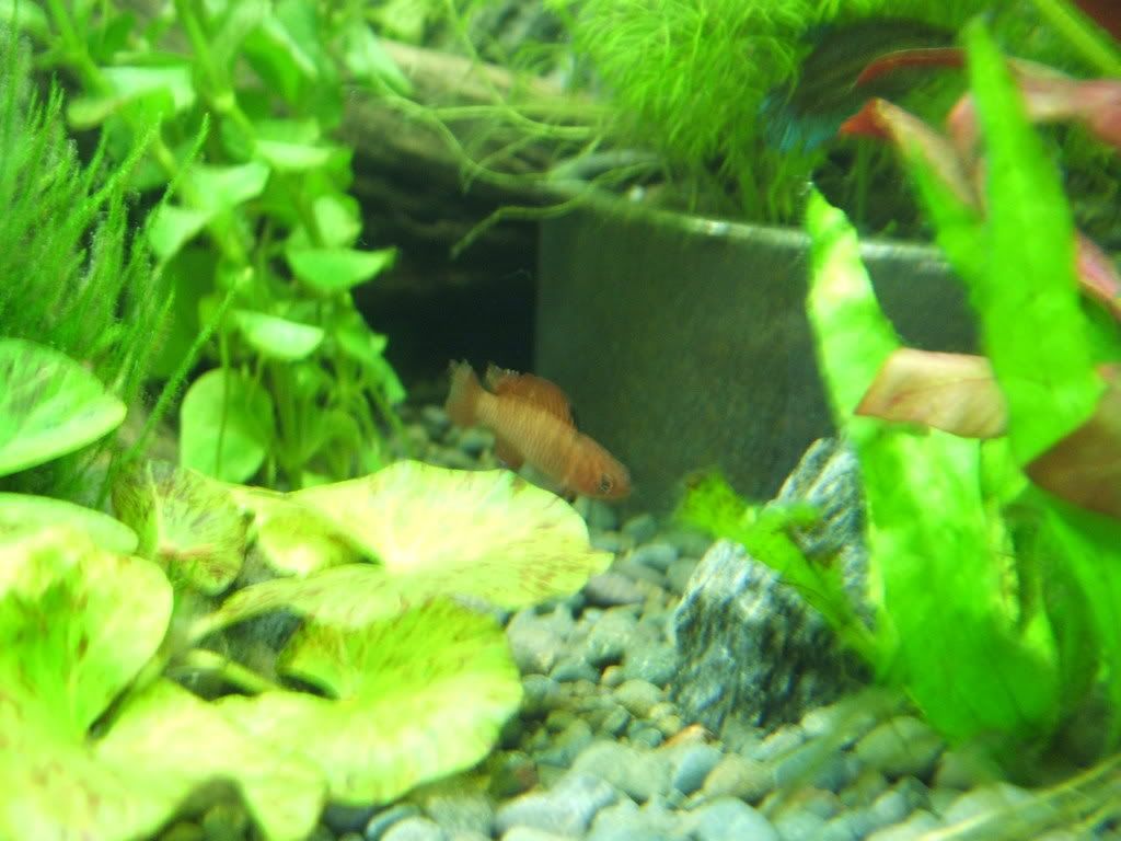 Badis Bengalensis