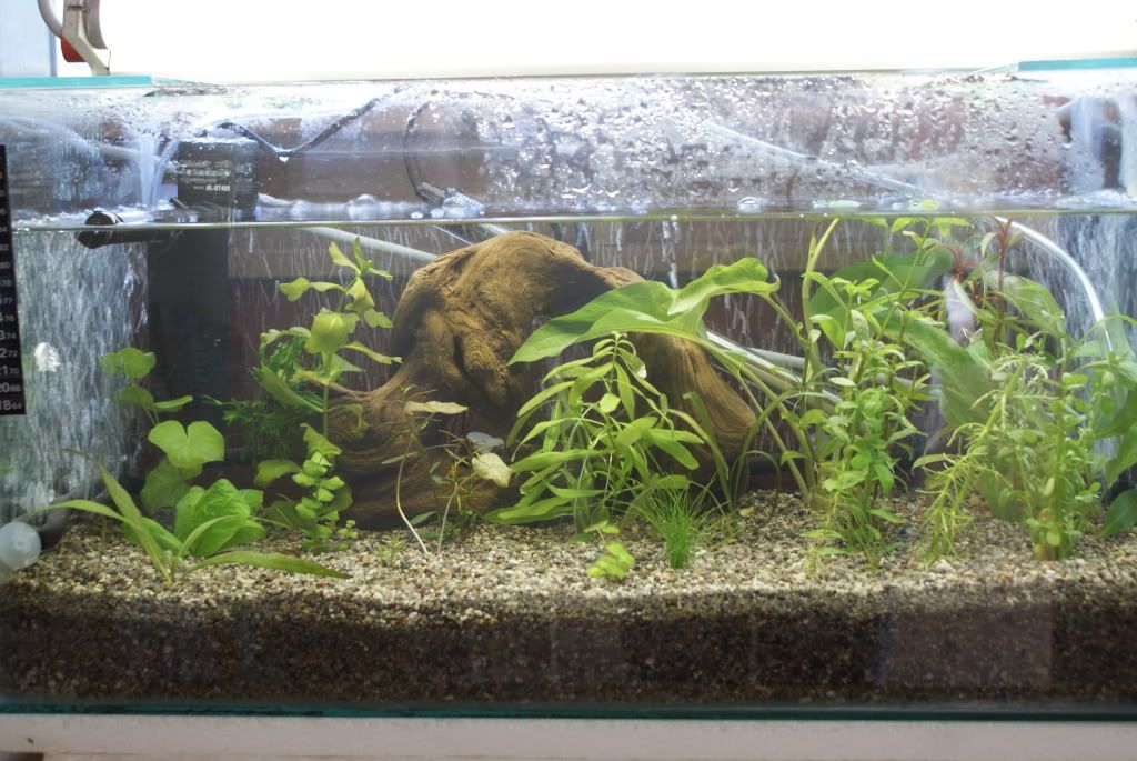 fishandplants003.jpg