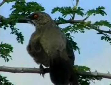 Arrow Marked Babbler