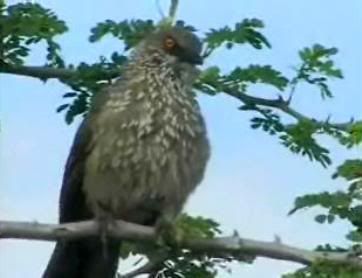 Arrow Marked Babbler