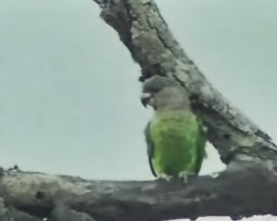 grey headed parrot