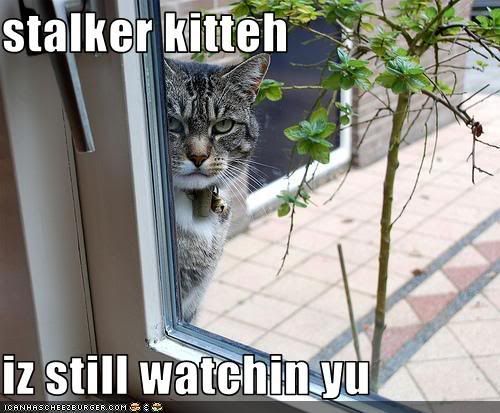 StalkerCat.jpg