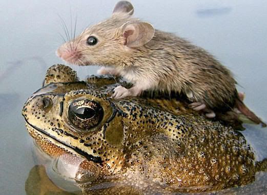 frogmouse2.jpg Mouse and Frog picture by fastdarter