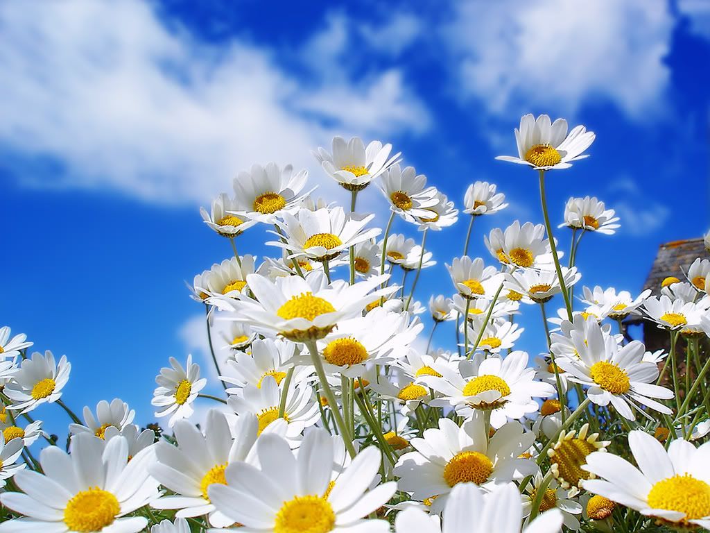 spring_daisys_1600.jpg