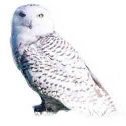 Hedwig Pictures, Images and Photos