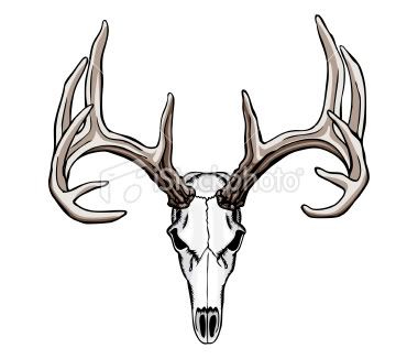 whitetail deer skull. image.