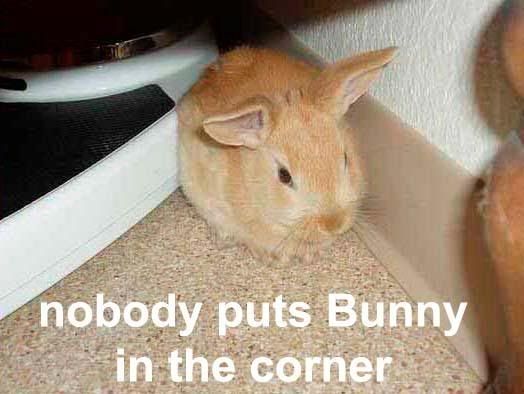 Bunny.jpg