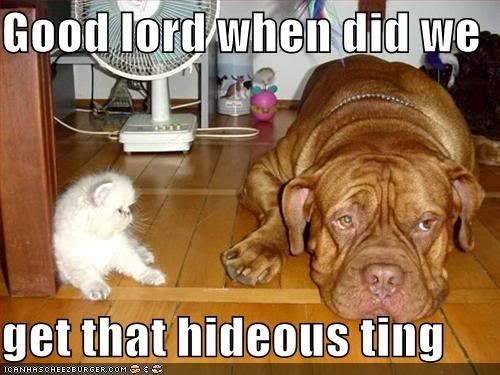 funny-pictures-kitten-hideous-dog.jpg