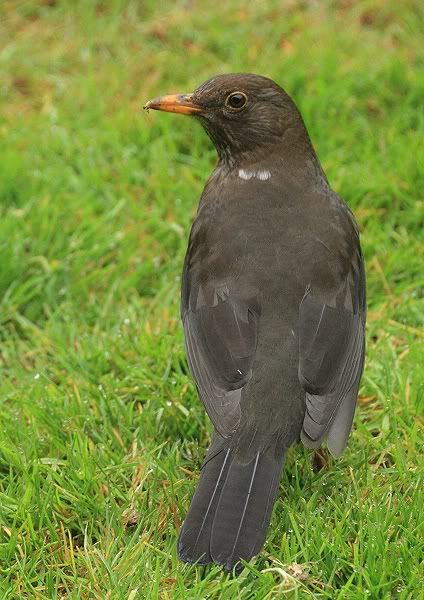 blackbird.jpg