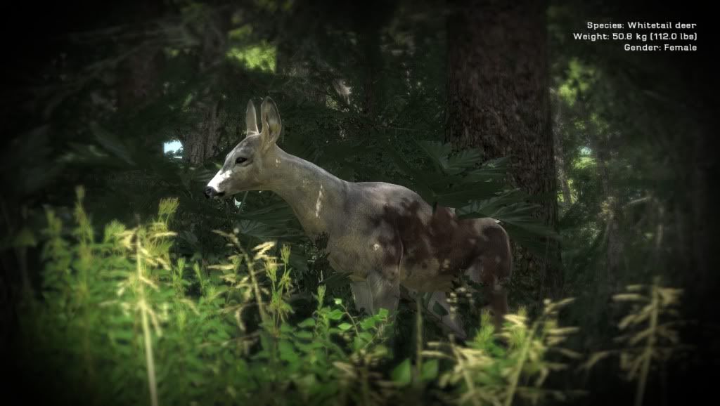 theHunter2011-06-1516-57-50-76.jpg