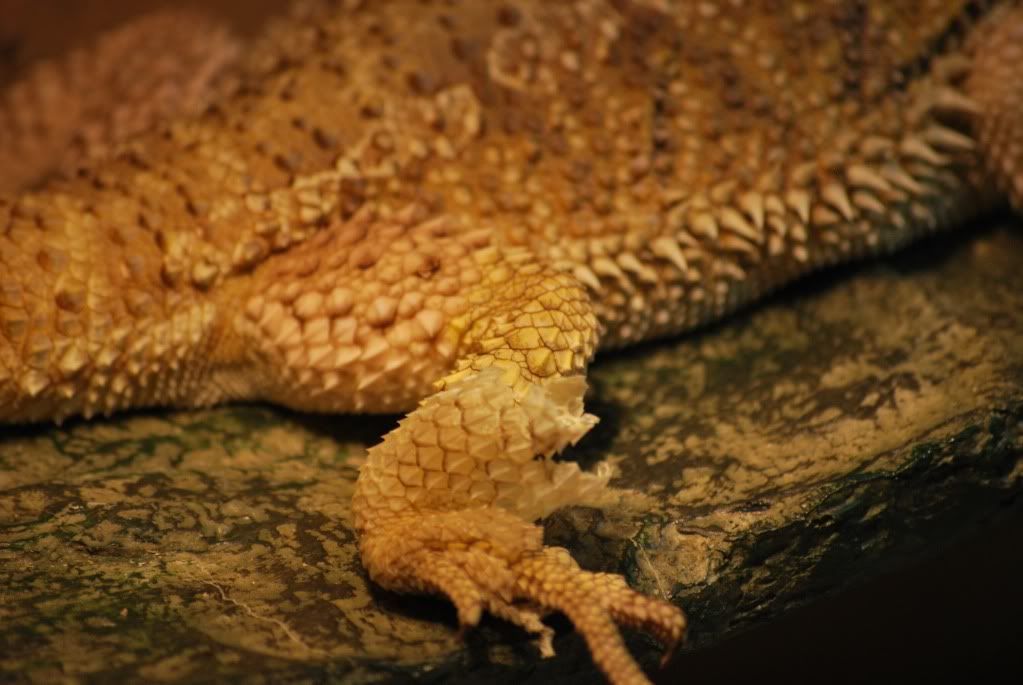 Yellow Fungus • Bearded Dragon . org