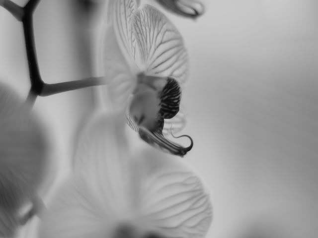 orhideja om55 f1.2