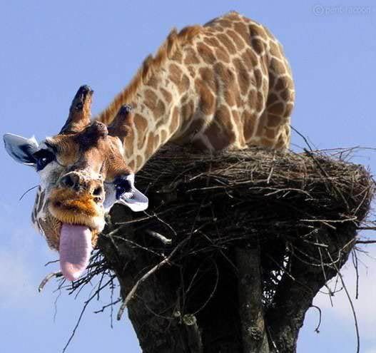 giraffe.jpg