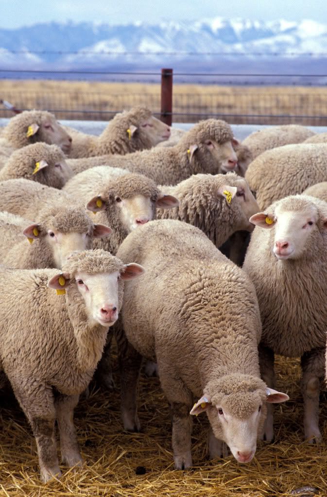sheep photo: Sheep Flock_of_sheep.jpg