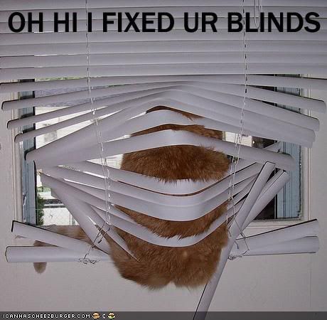 funny-pictures-cat-fixes-your-blind.jpg