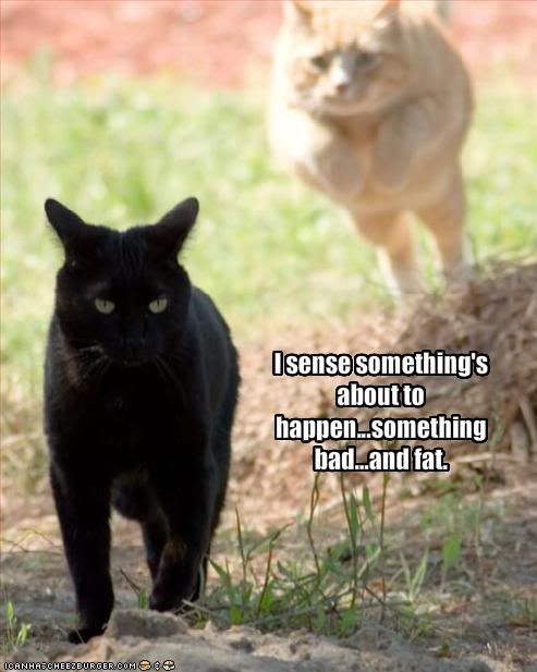 funny-pictures-cat-senses-something.jpg
