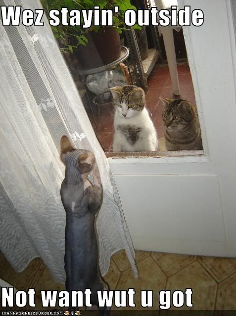 funny-pictures-cats-are-scared-of-h.jpg