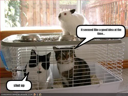 funny-pictures-cats-are-trapped--1.jpg
