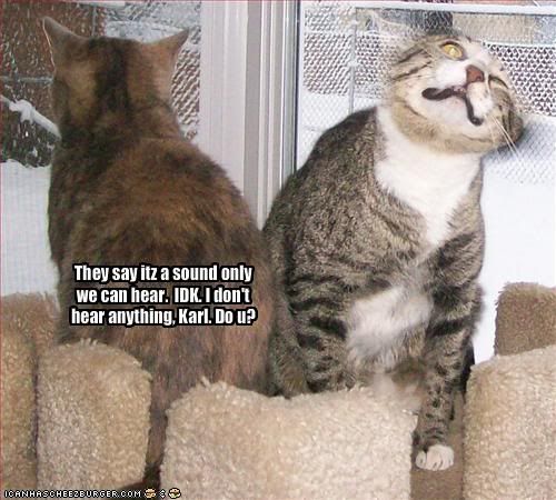 funny-pictures-one-cat-hears-bad-so.jpg