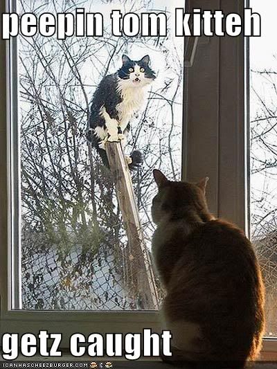 funny-pictures-peeping-tom-cat-just.jpg
