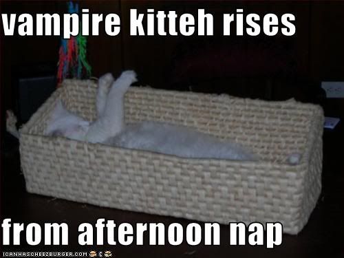 funny-pictures-vampire-cat-rises-fr.jpg