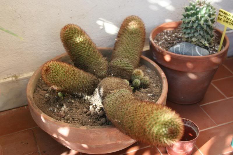 mammi-1.jpg