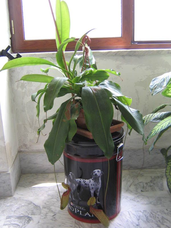 nepenthes001.jpg