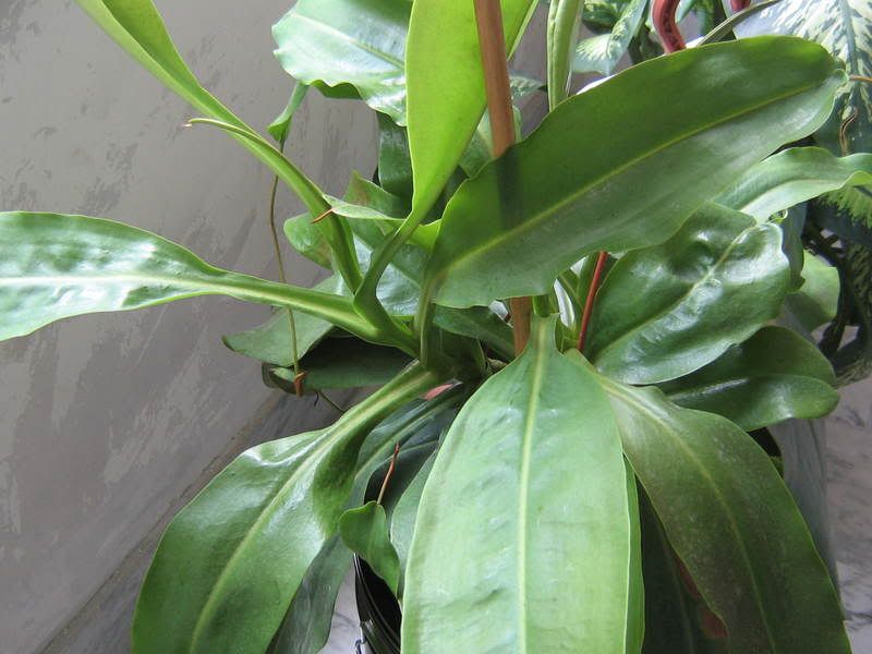 nepenthes002.jpg
