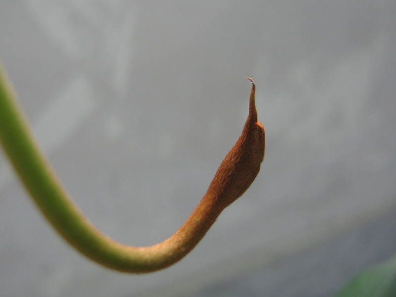 nepenthes008.jpg