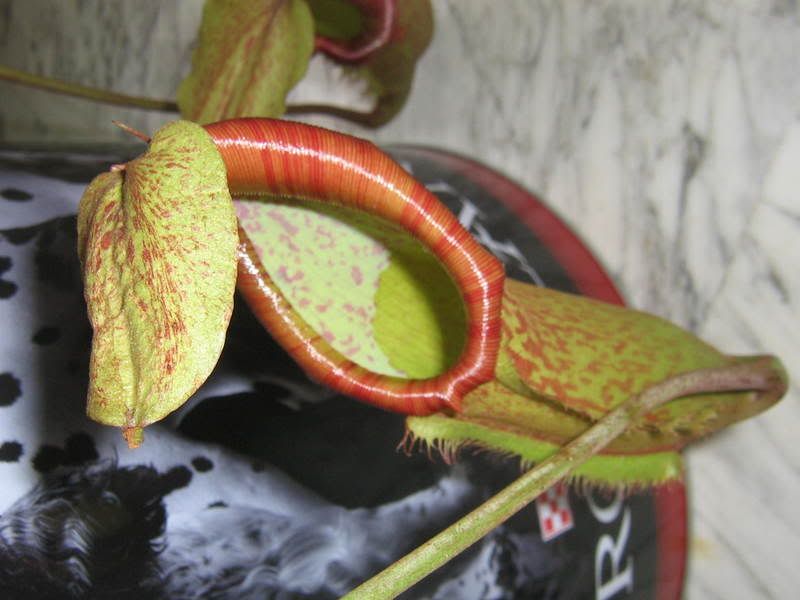 nepenthes009.jpg