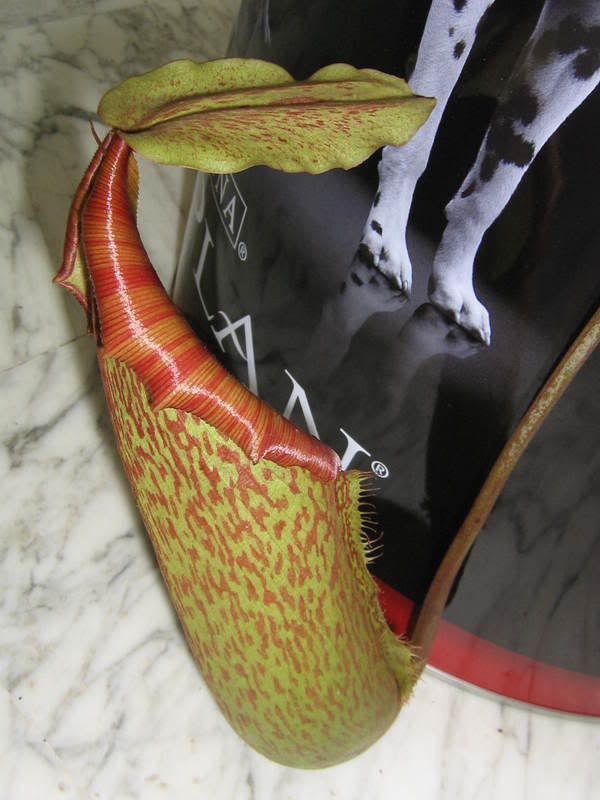 nepenthes010.jpg