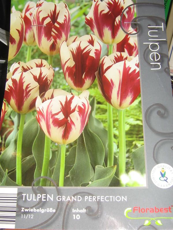 tulipani001.jpg