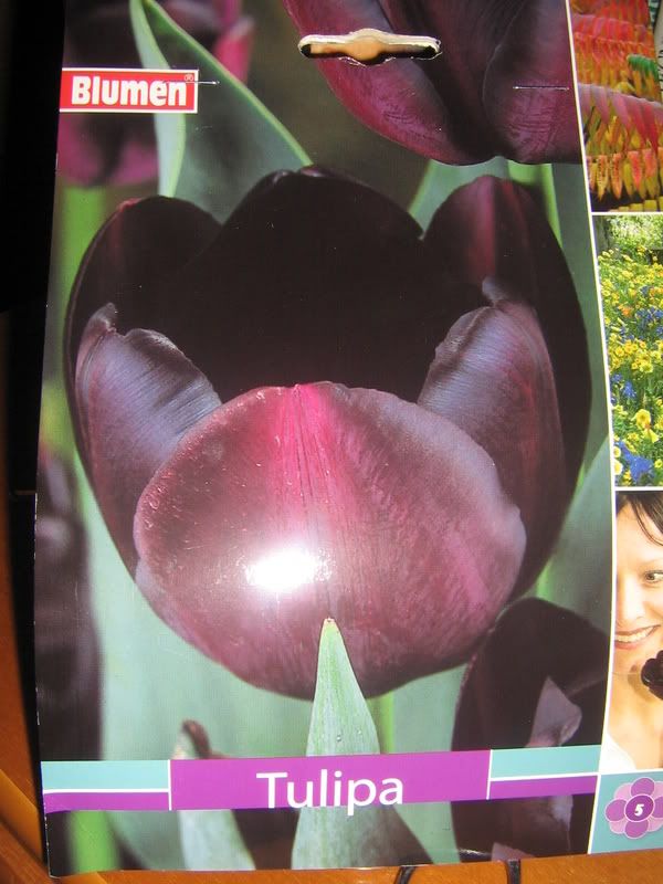 tulipani003.jpg