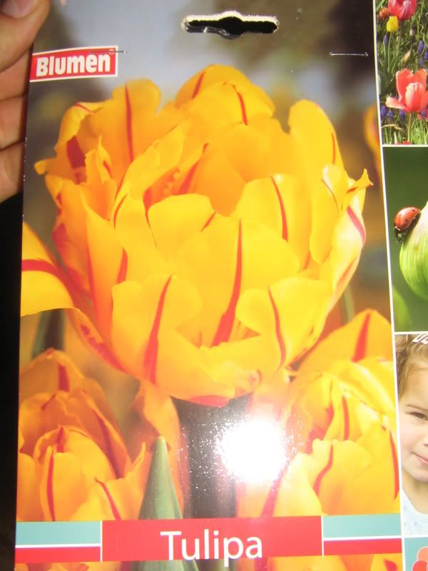 tulipani004.jpg