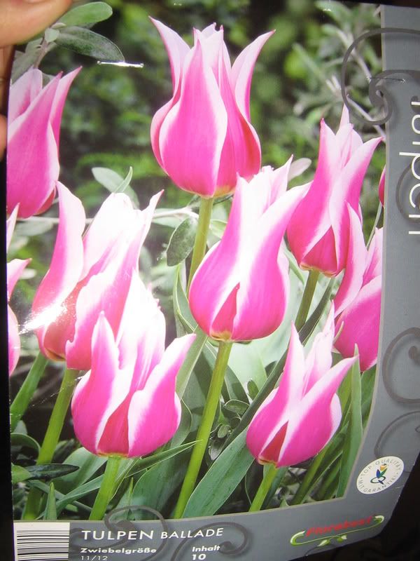 tulipani005.jpg