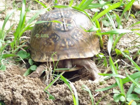 land turtle