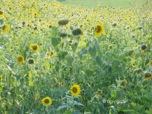 sunflowers and cultivation