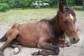 horse hurting