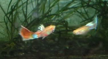 Guppies013.jpg