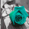 color changing rose Pictures, Images and Photos
