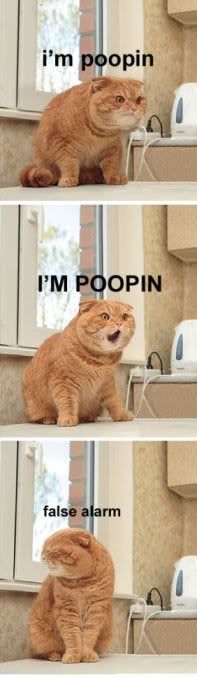 Cat-Pooping.jpg