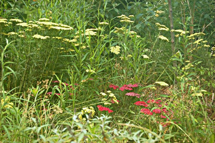 yarrow