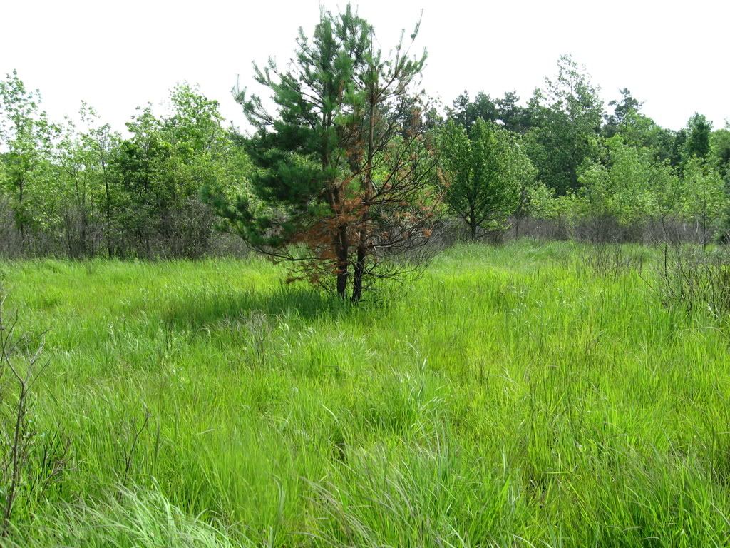 Grassland+Vegetation+Information Grassland Vegetation Information http://www.imagejuicy.com/images ...