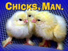 chicks Pictures, Images and Photos