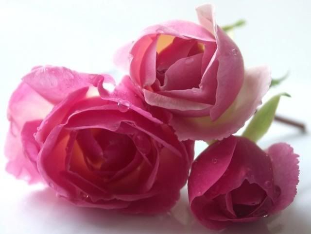 pink rose Pictures, Images and Photos